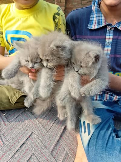 Persian top fur quality kittens for sale | Persian breed & hazel eyes