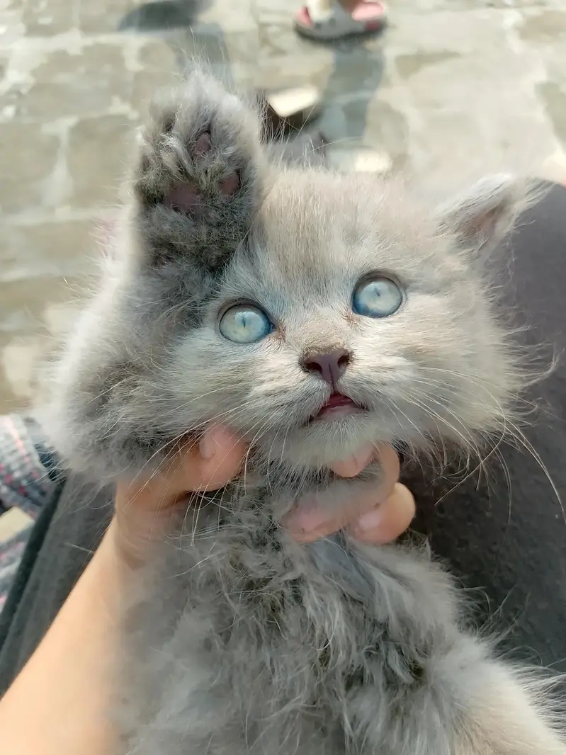 Persian top fur quality kittens for sale | Persian breed & hazel eyes — photo 2