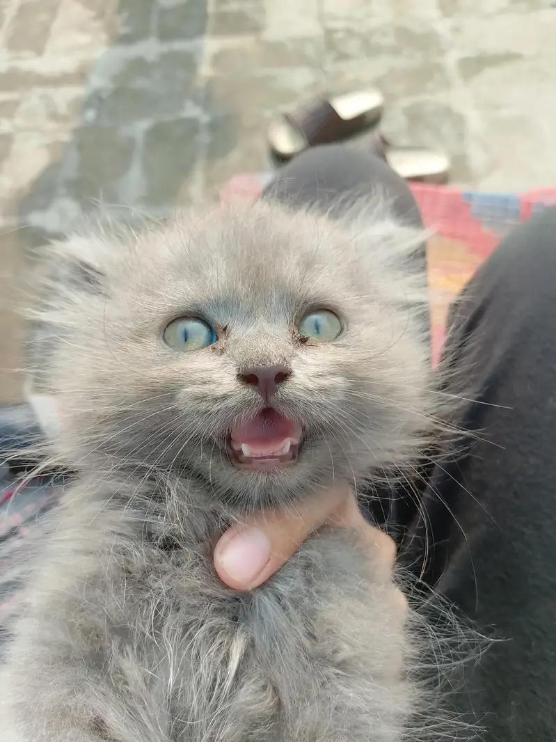 Persian top fur quality kittens for sale | Persian breed & hazel eyes — photo 3