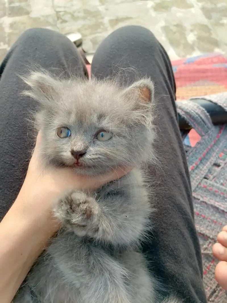 Persian top fur quality kittens for sale | Persian breed & hazel eyes — photo 4