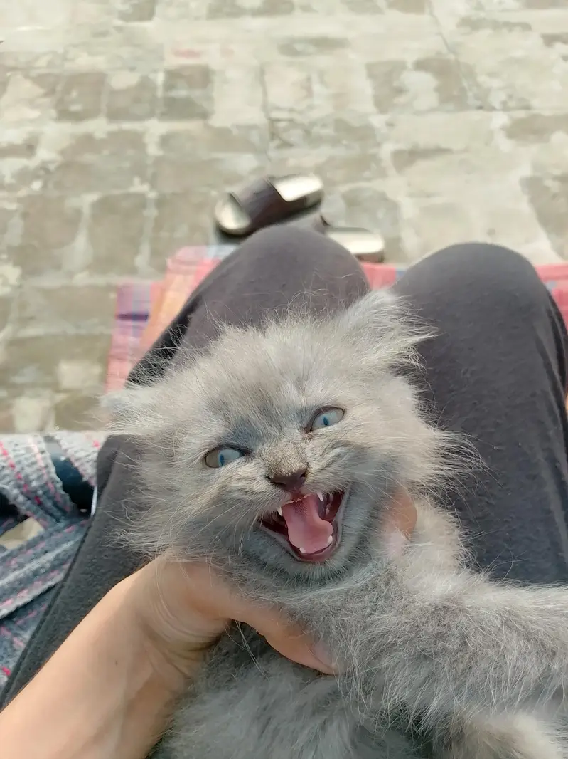 Persian top fur quality kittens for sale | Persian breed & hazel eyes — photo 5