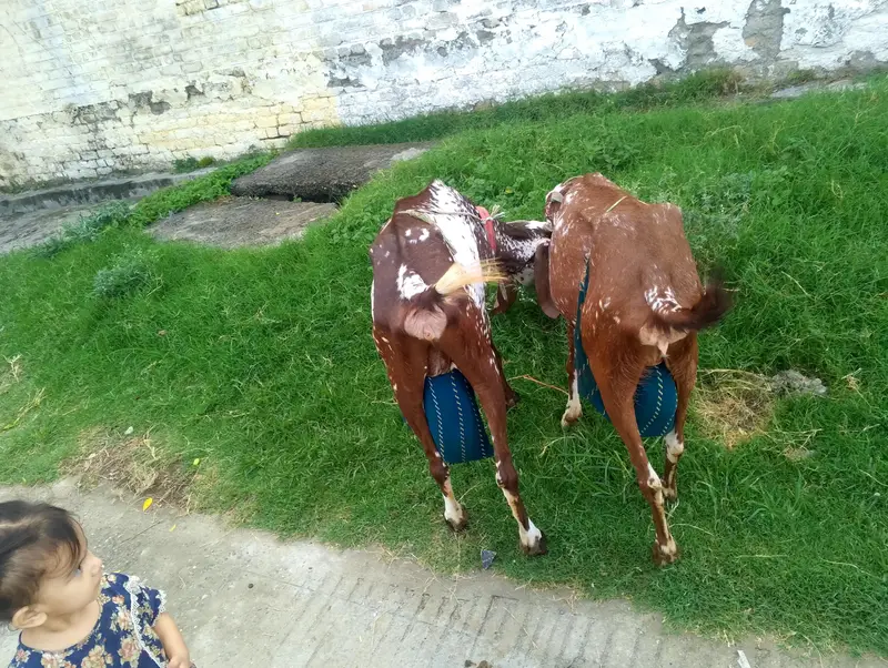 pure mekhi cheni — photo 10