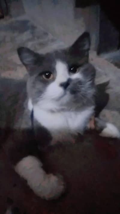 Persian male 1 year adult