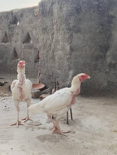 اصیل مرغیاں
