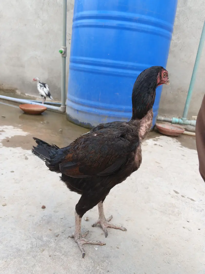 اصیل مرغیاں — photo 2
