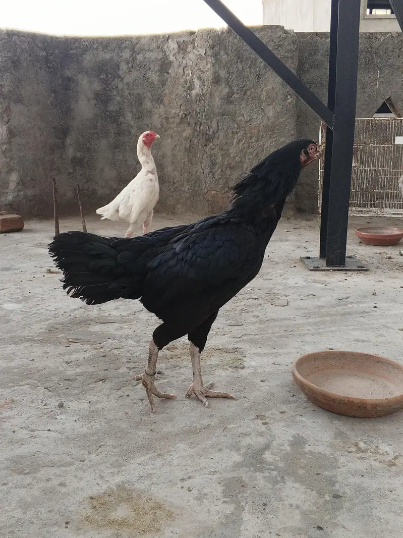 اصیل مرغیاں — photo 3