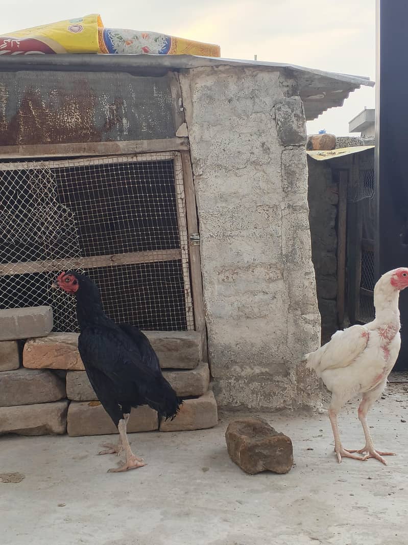 اصیل مرغیاں 3
