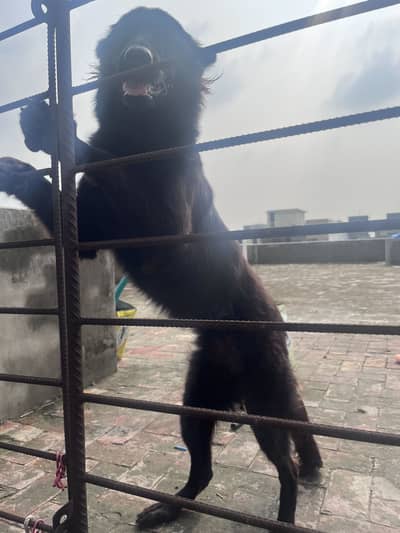 German shepherd female pure black
