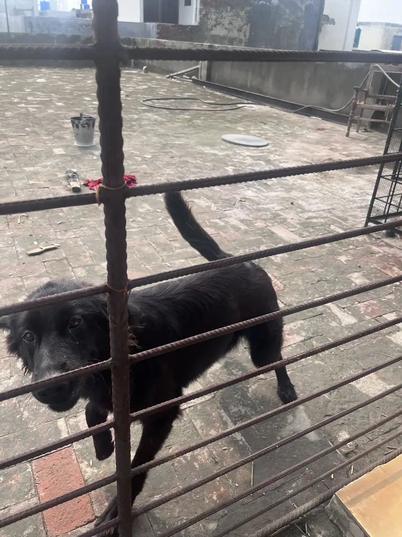 German shepherd female pure black — photo 2