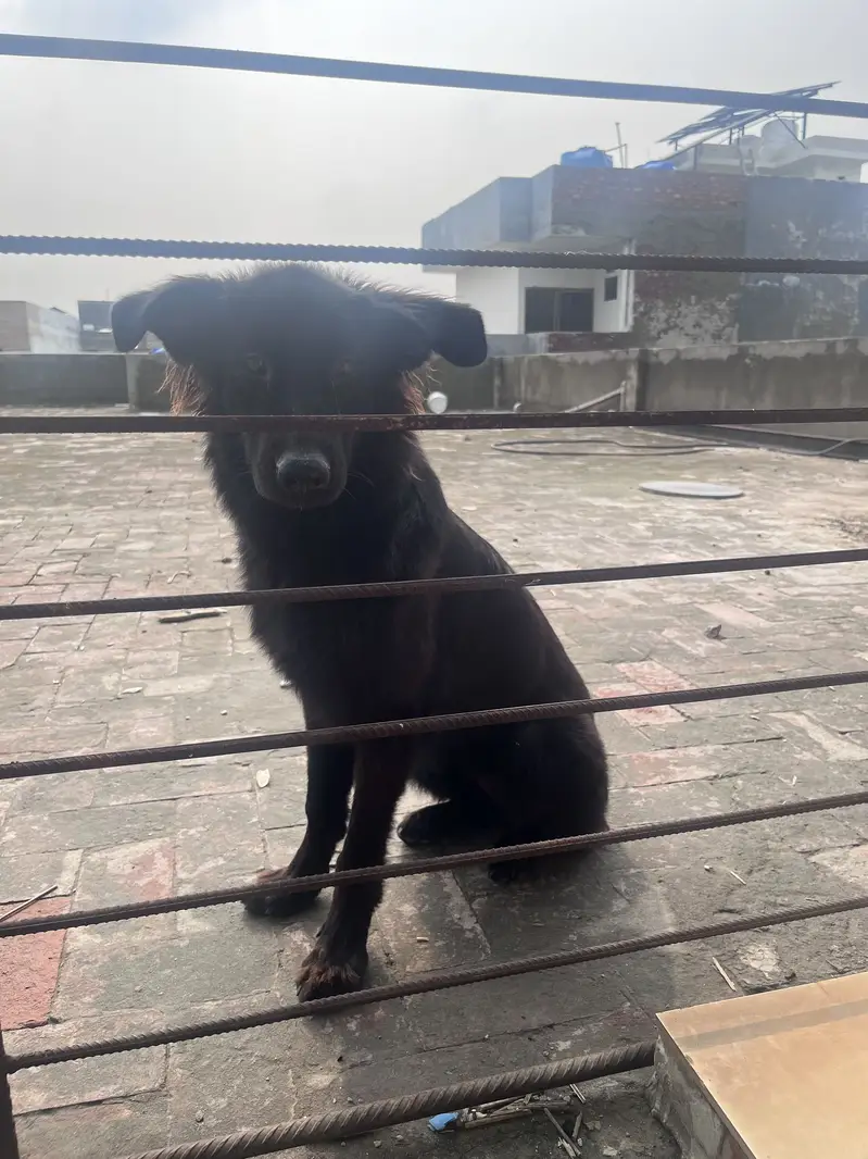 German shepherd female pure black — photo 4