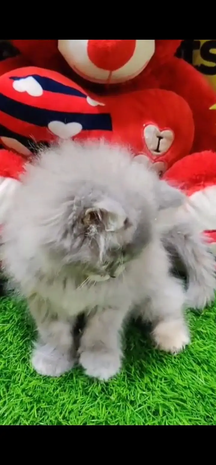 Quality Persian Punch face cat & kittens 03495425573 WhatsApp — photo 2