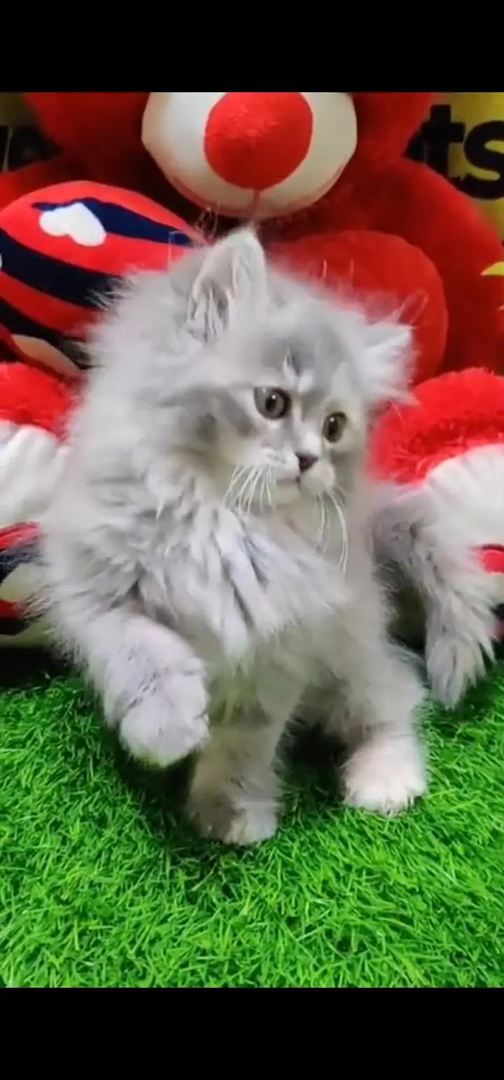 Quality Persian Punch face cat & kittens 03495425573 WhatsApp — photo 3
