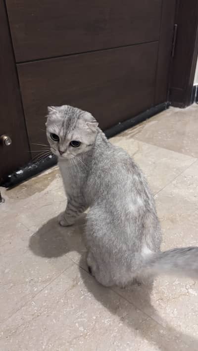 Scottish fold breed
