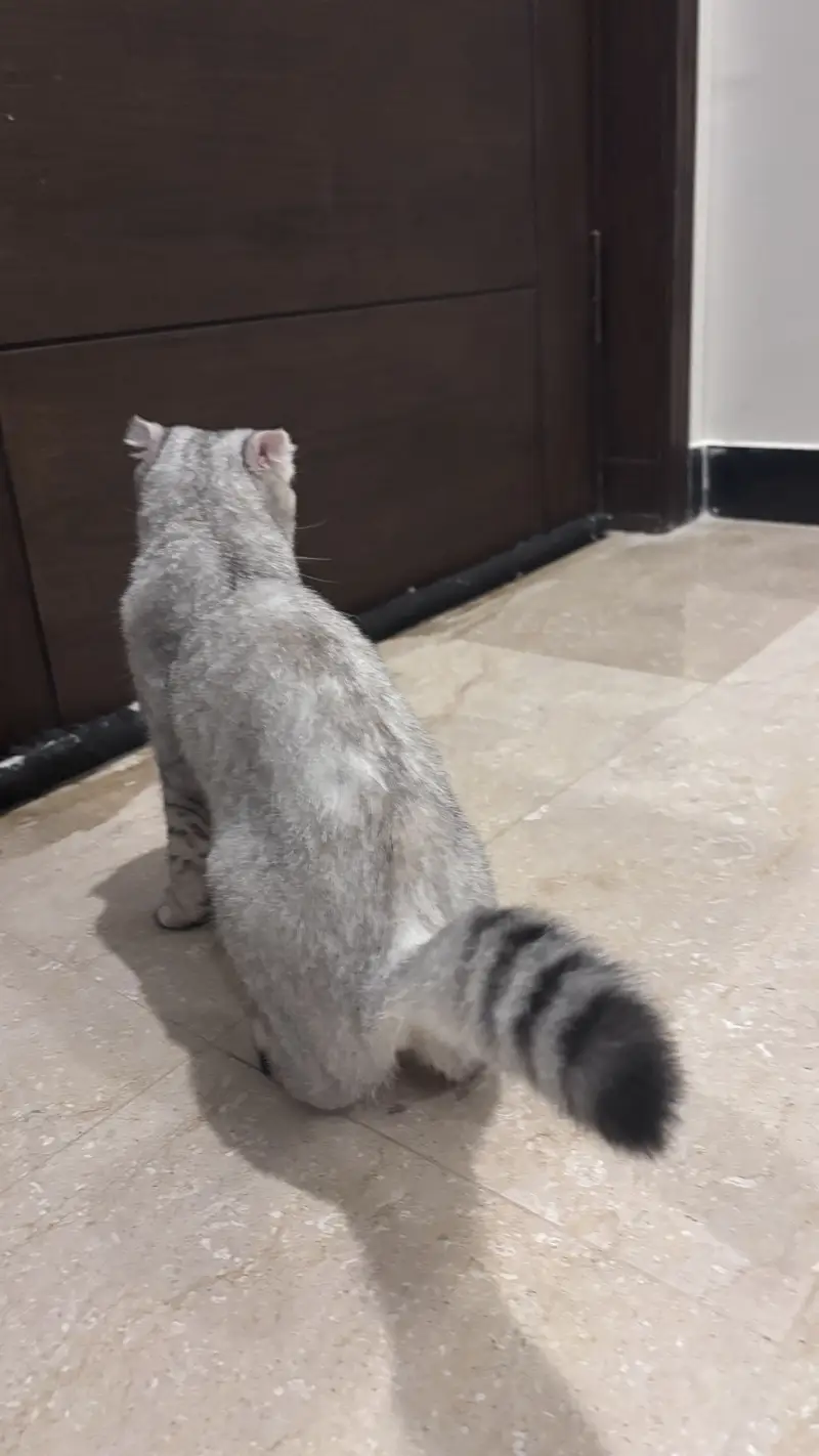 Scottish fold breed — photo 2