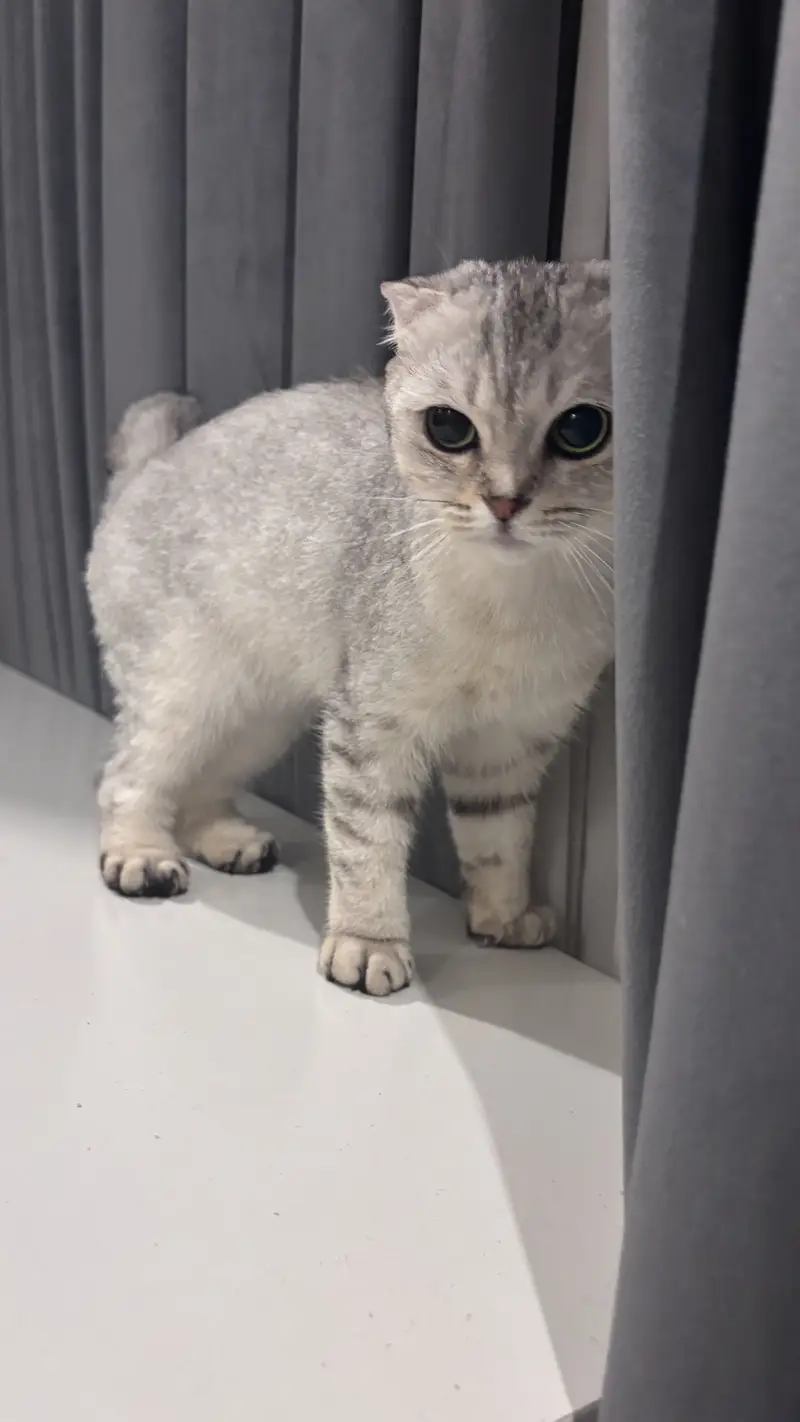 Scottish fold breed — photo 3