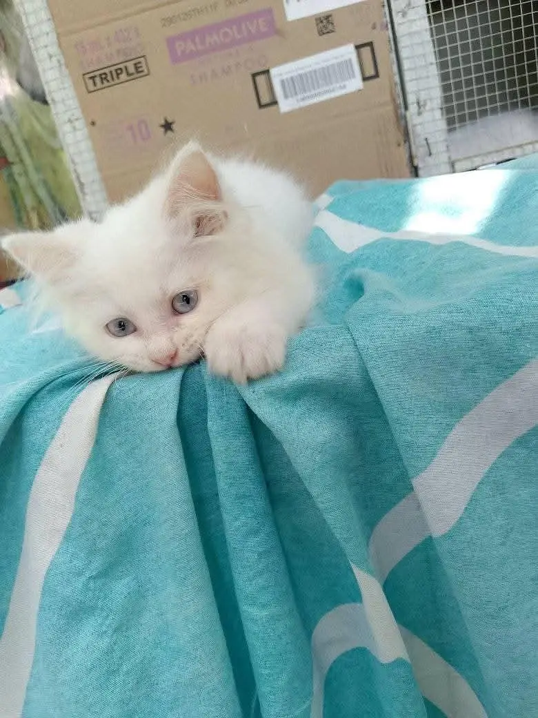 Persian cat for sale 2 month age available — photo 2