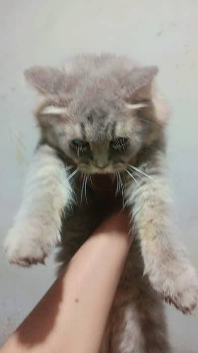 Persian cat cute cat available for sale