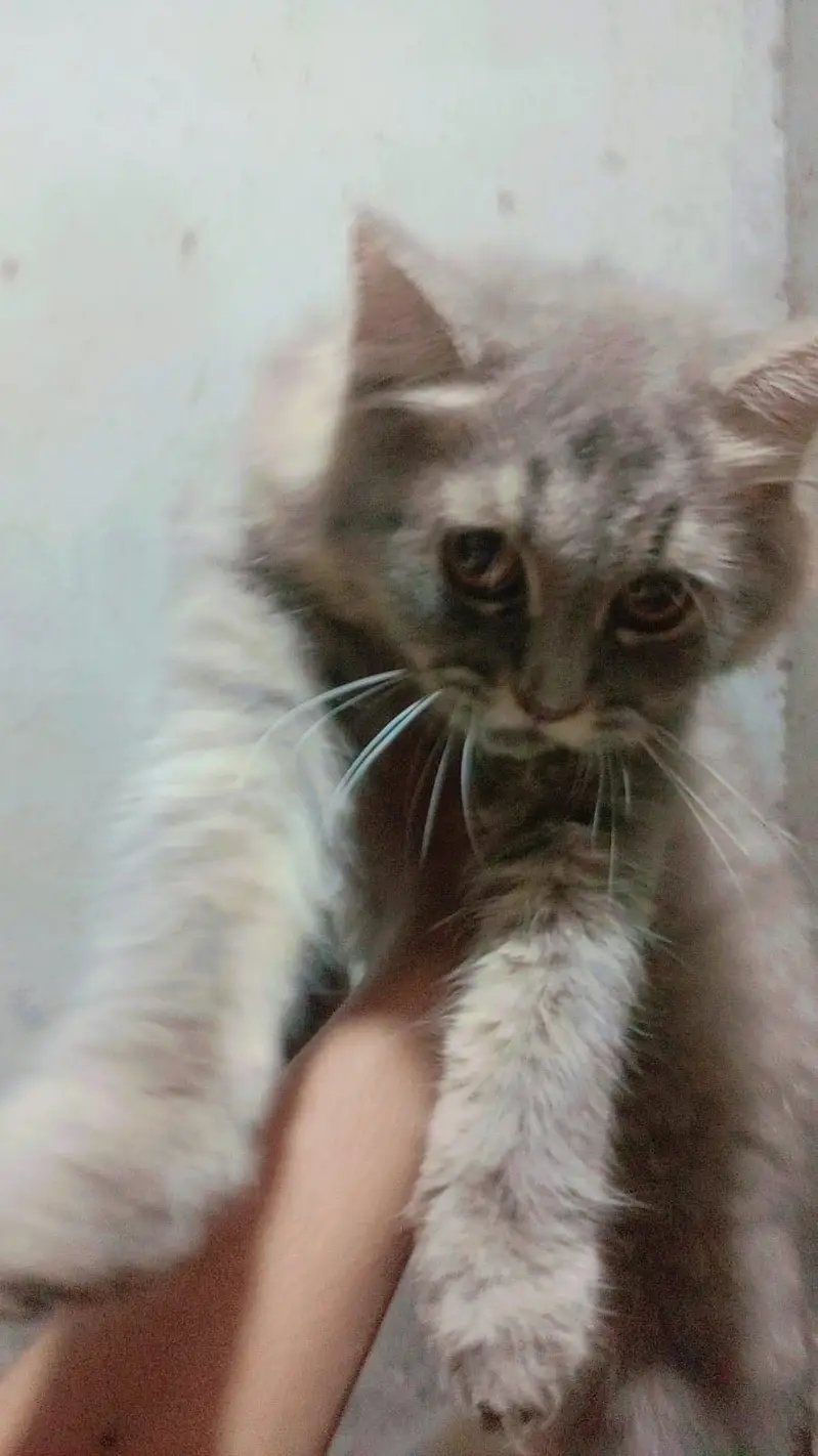 Persian cat cute cat available for sale — photo 2