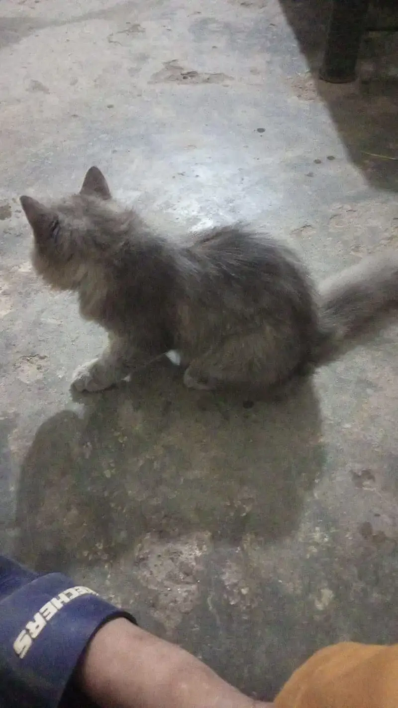 Persian cat cute cat available for sale — photo 3