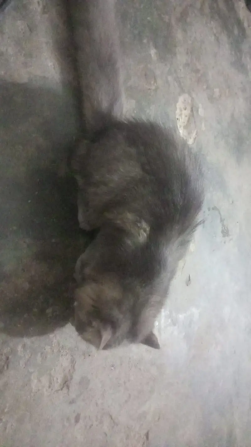 Persian cat cute cat available for sale — photo 4