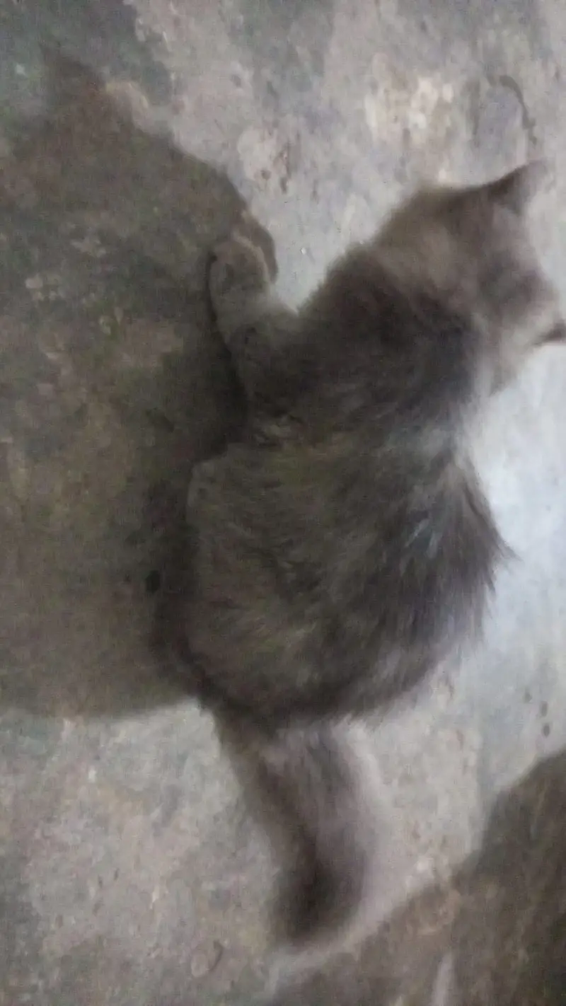 Persian cat cute cat available for sale — photo 5