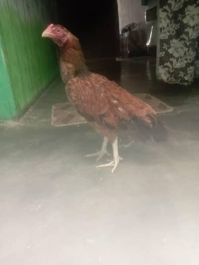 Aseel main wali breed best quality