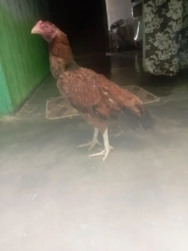 Aseel main wali breed best quality — photo 2