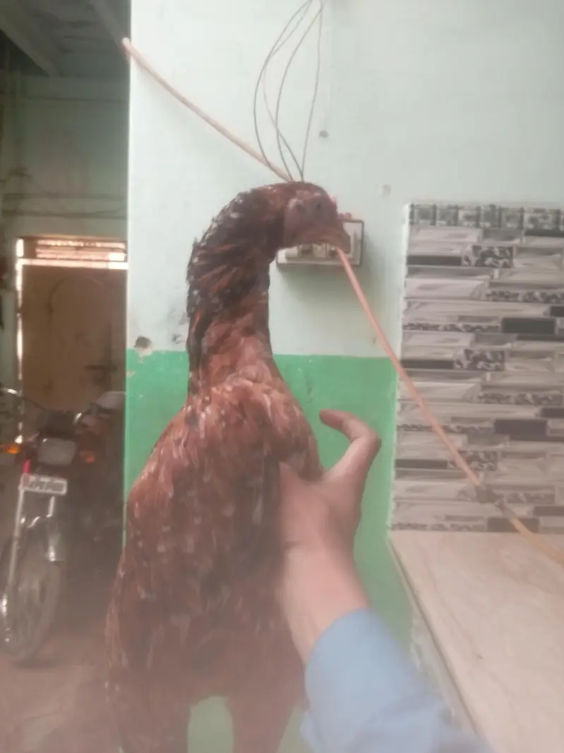 Aseel main wali breed best quality — photo 3