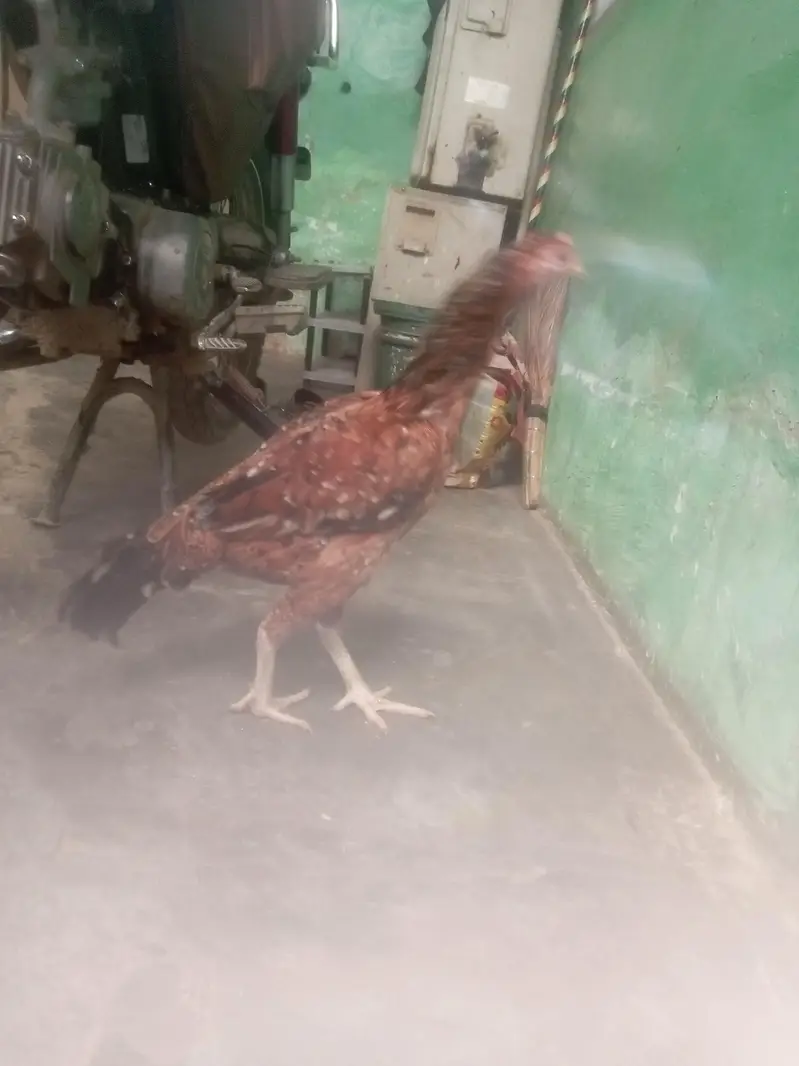 Aseel main wali breed best quality — photo 4