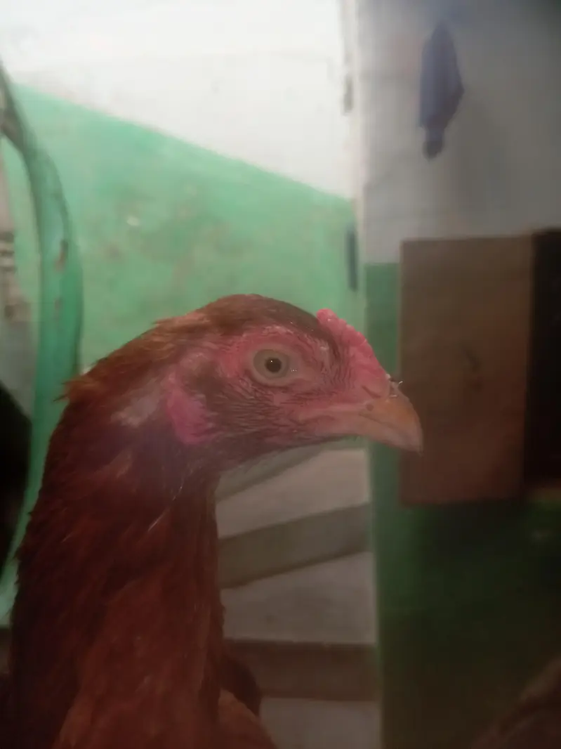 Aseel main wali breed best quality — photo 5