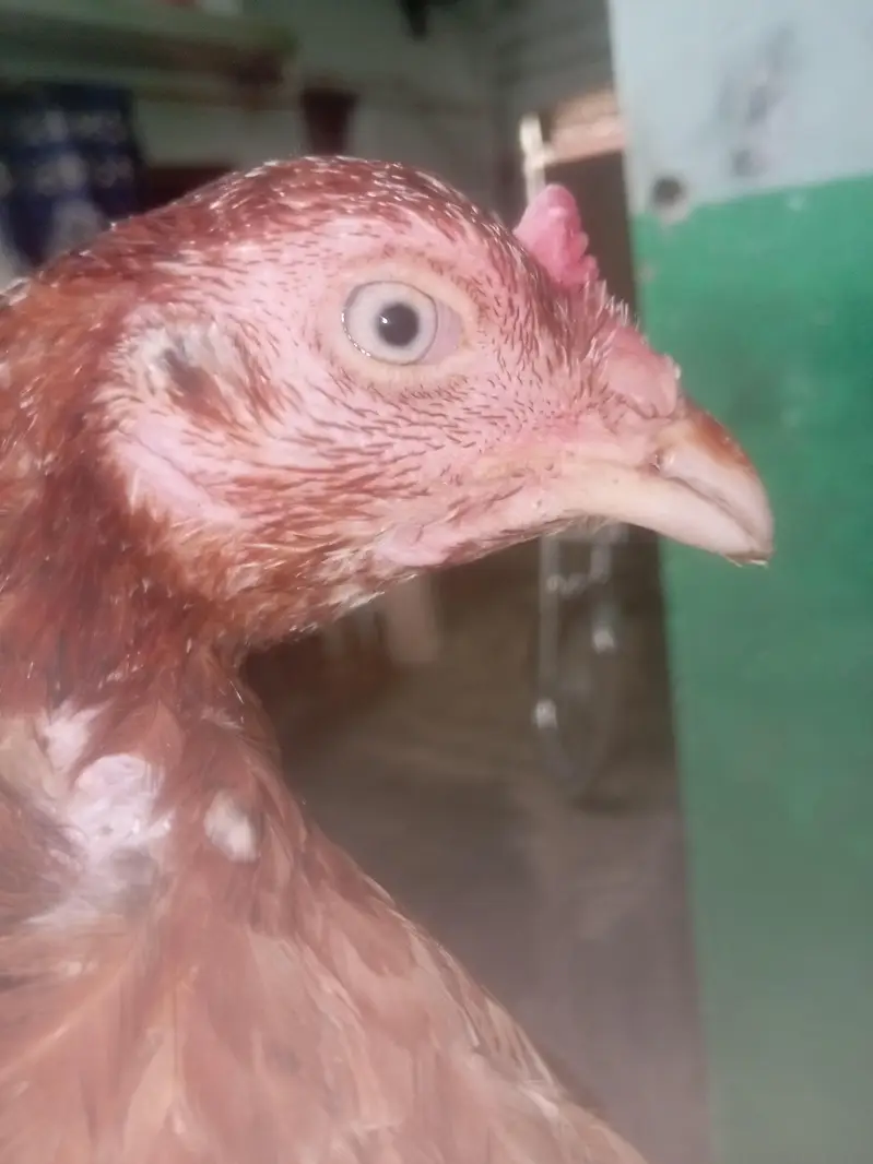 Aseel main wali breed best quality — photo 6