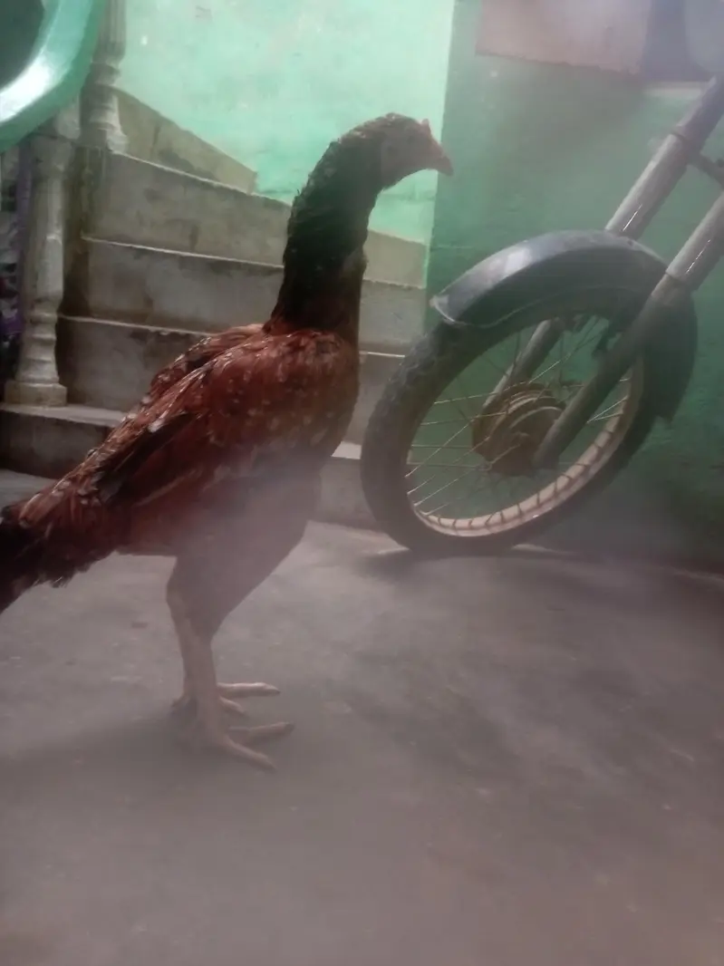 Aseel main wali breed best quality — photo 7