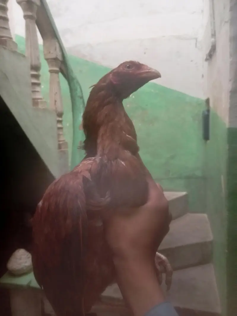 Aseel main wali breed best quality — photo 8
