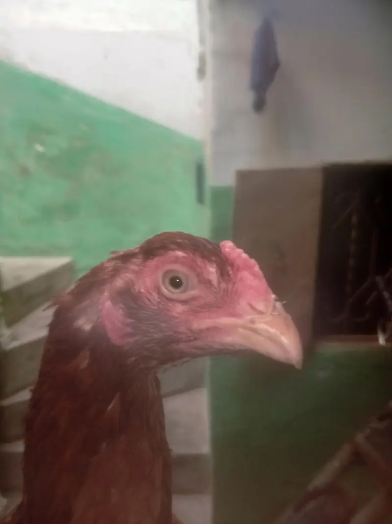 Aseel main wali breed best quality — photo 9