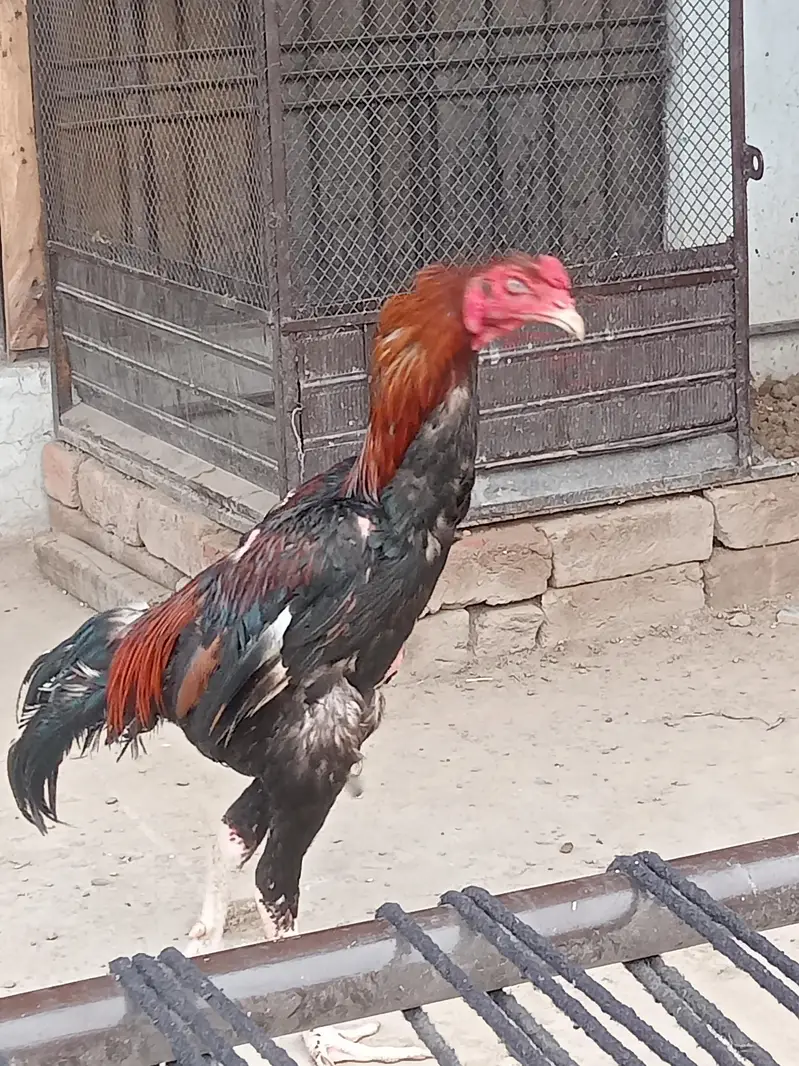 Pramoz aseel pattha log hight — photo 2