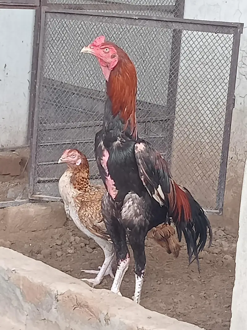 Pramoz aseel pattha log hight — photo 7
