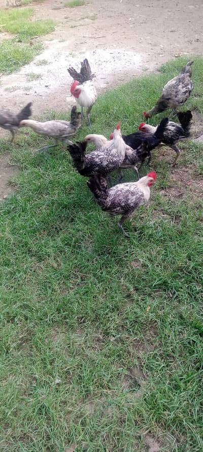 Egyptian Fayoumi 9 month chick