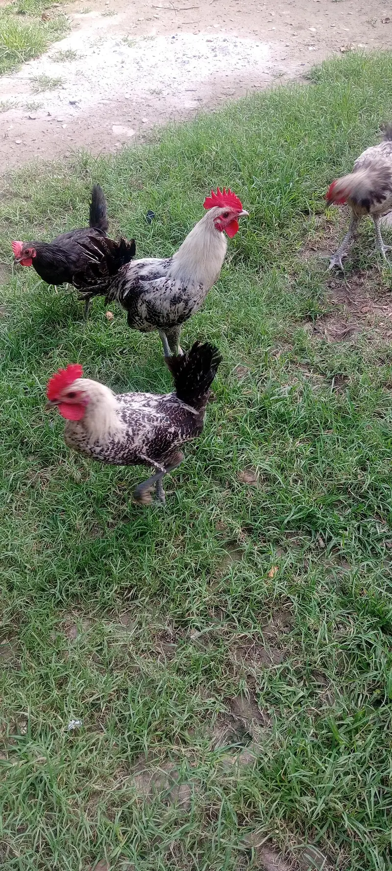 Egyptian Fayoumi 9 month chick — photo 2
