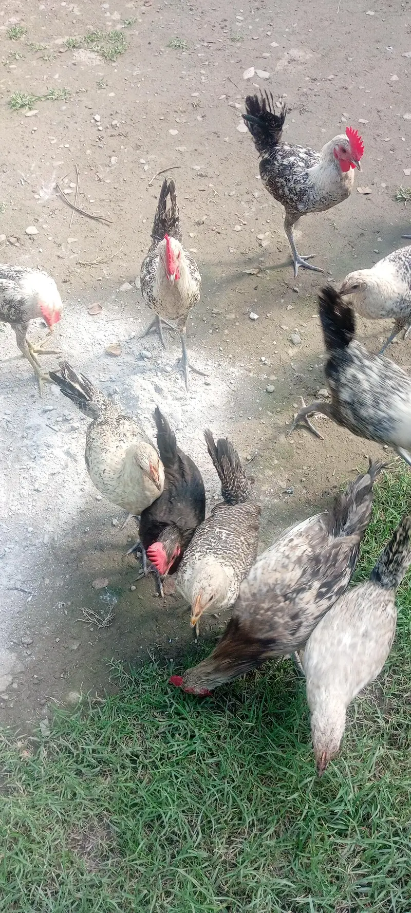 Egyptian Fayoumi 9 month chick — photo 3