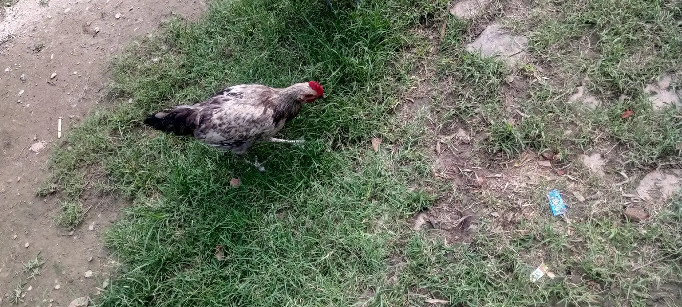 Egyptian Fayoumi 9 month chick — photo 4