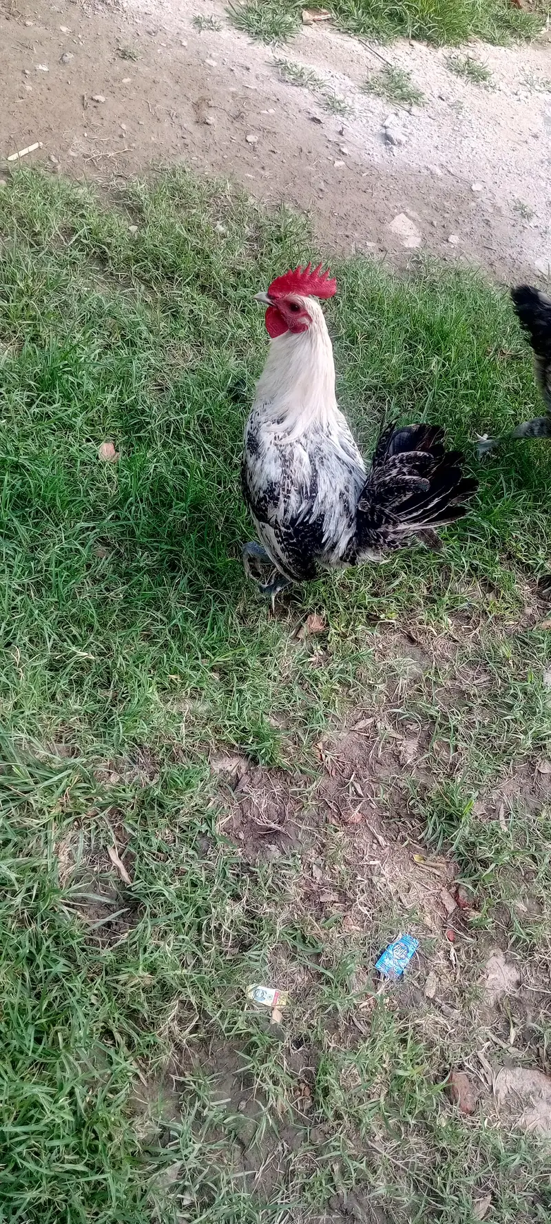 Egyptian Fayoumi 9 month chick — photo 5