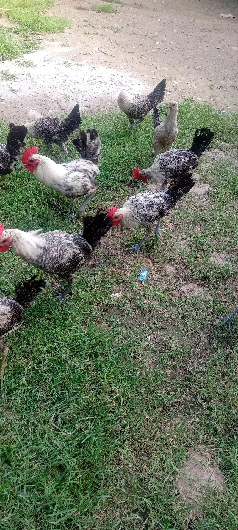 Egyptian Fayoumi 9 month chick — photo 6