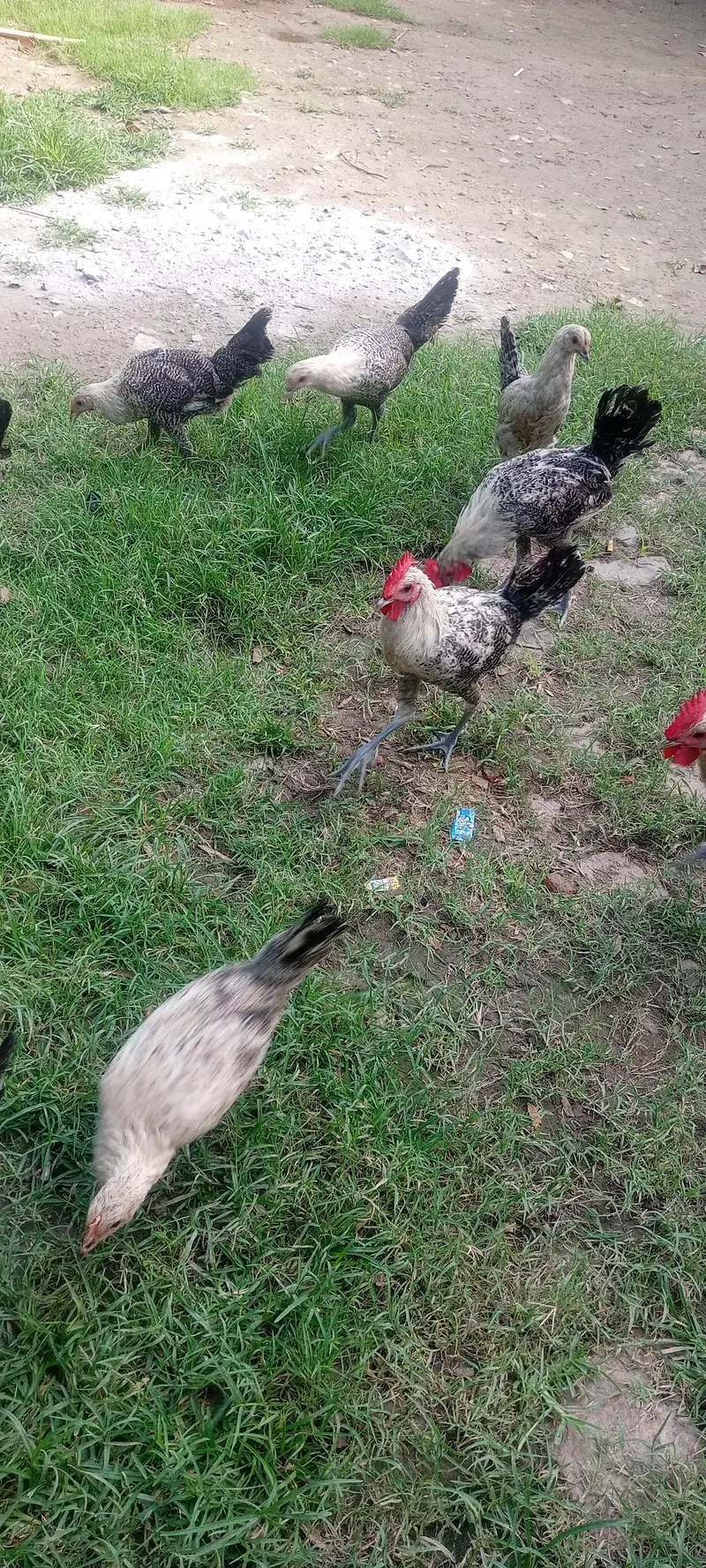 Egyptian Fayoumi 9 month chick — photo 7