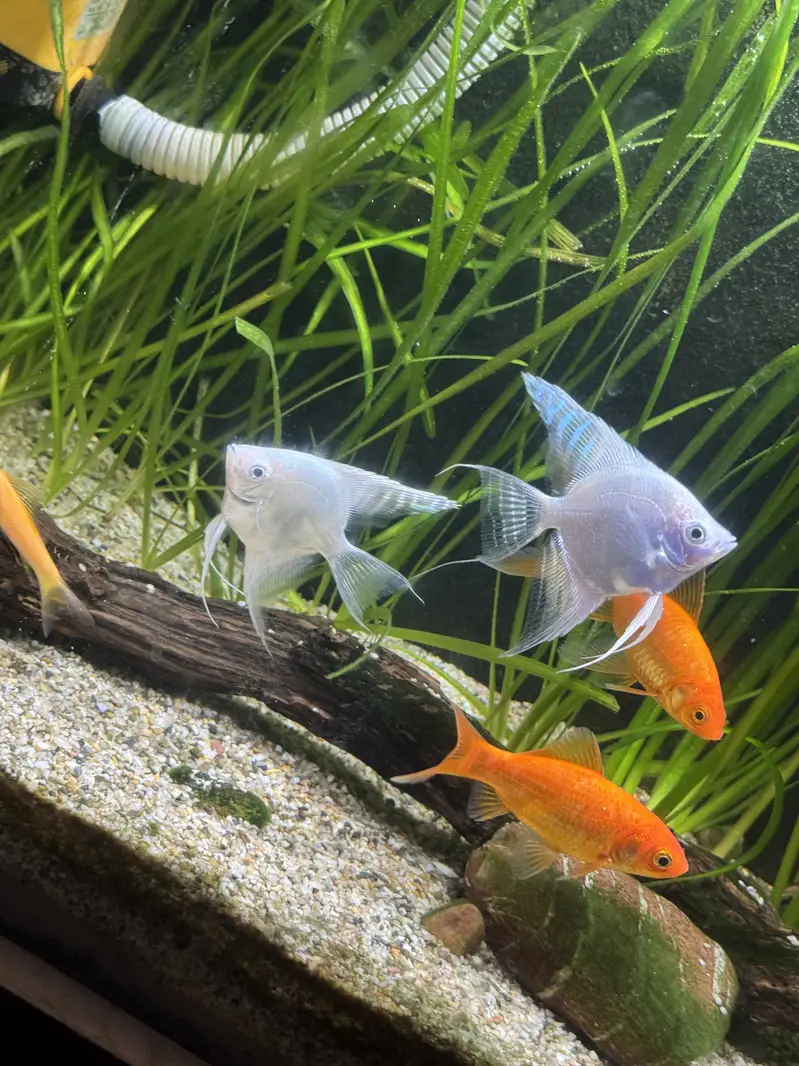 Complete Natural Planted Aquarium Setup For Sale