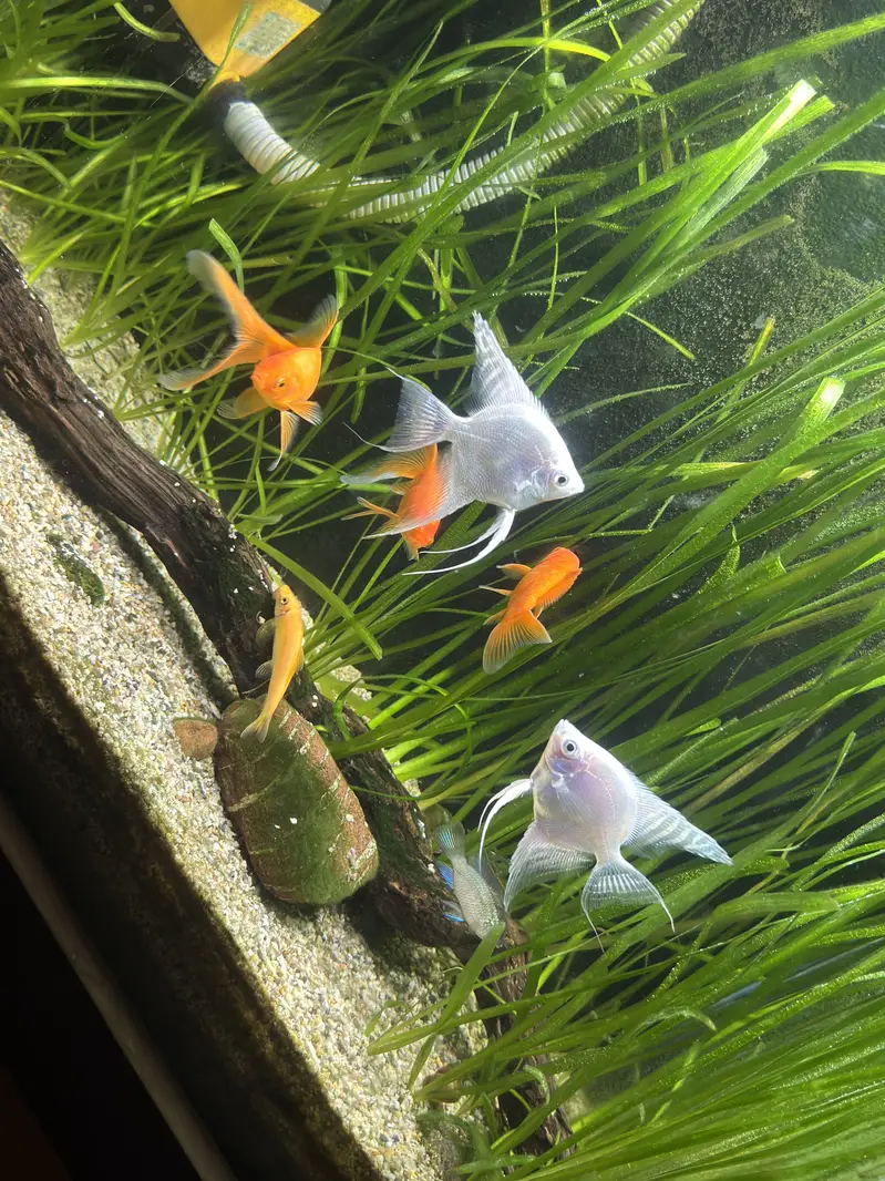 Complete Natural Planted Aquarium Setup For Sale — photo 2