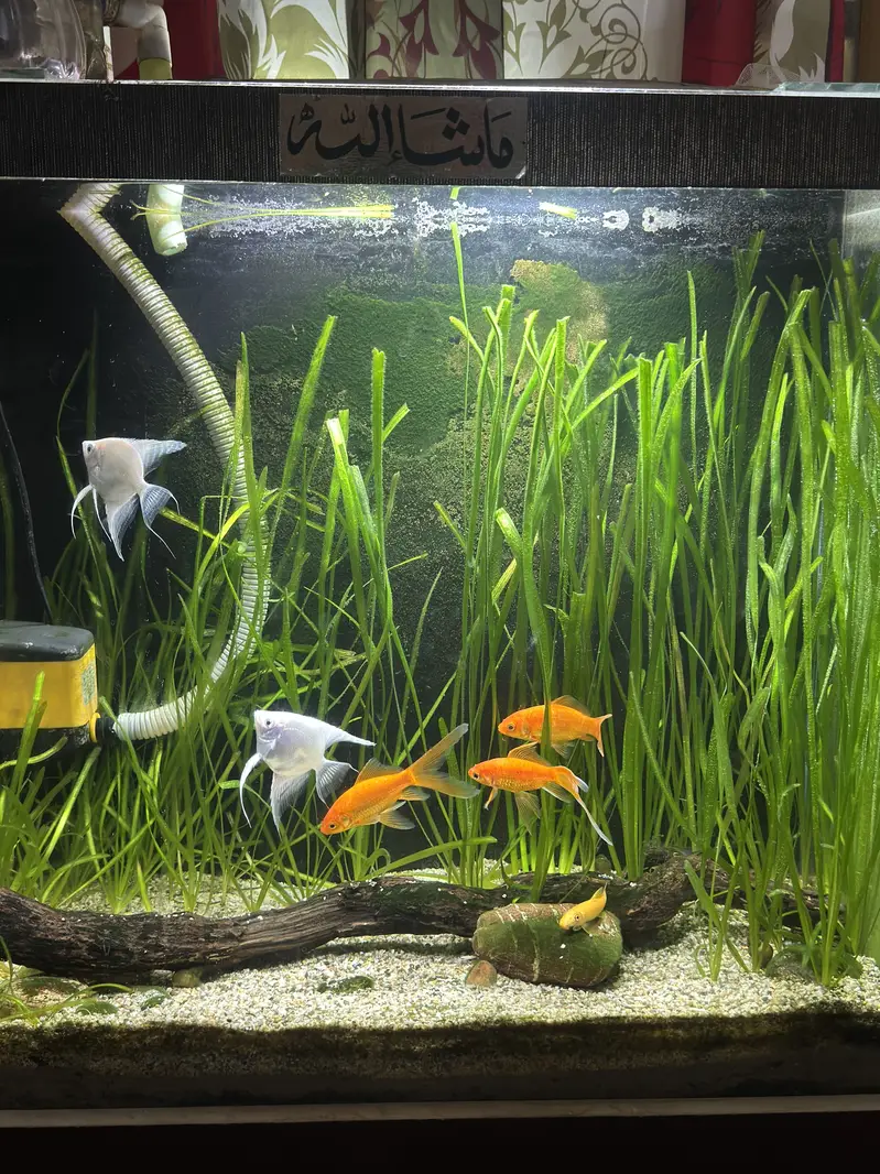 Complete Natural Planted Aquarium Setup For Sale — photo 3