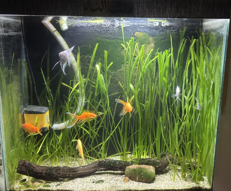 Complete Natural Planted Aquarium Setup For Sale — photo 4