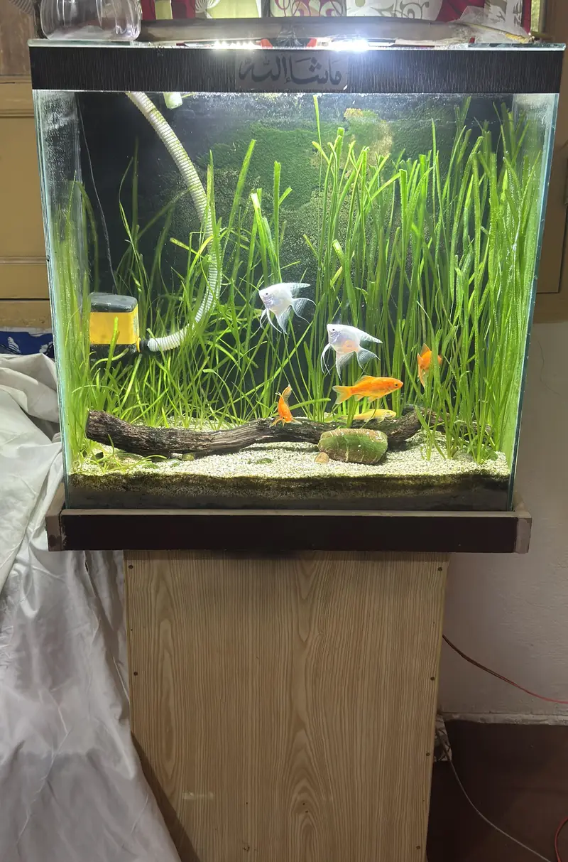 Complete Natural Planted Aquarium Setup For Sale — photo 5