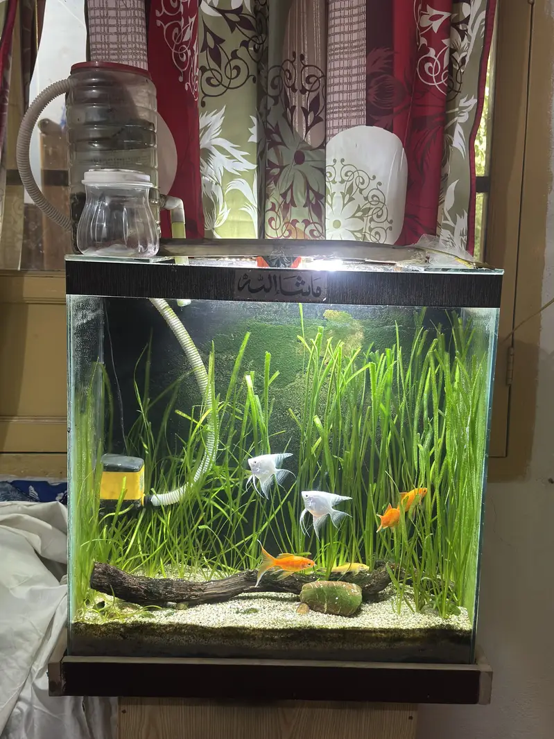 Complete Natural Planted Aquarium Setup For Sale — photo 6