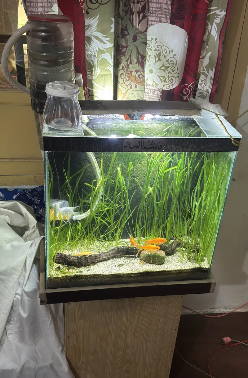Complete Natural Planted Aquarium Setup For Sale — photo 7